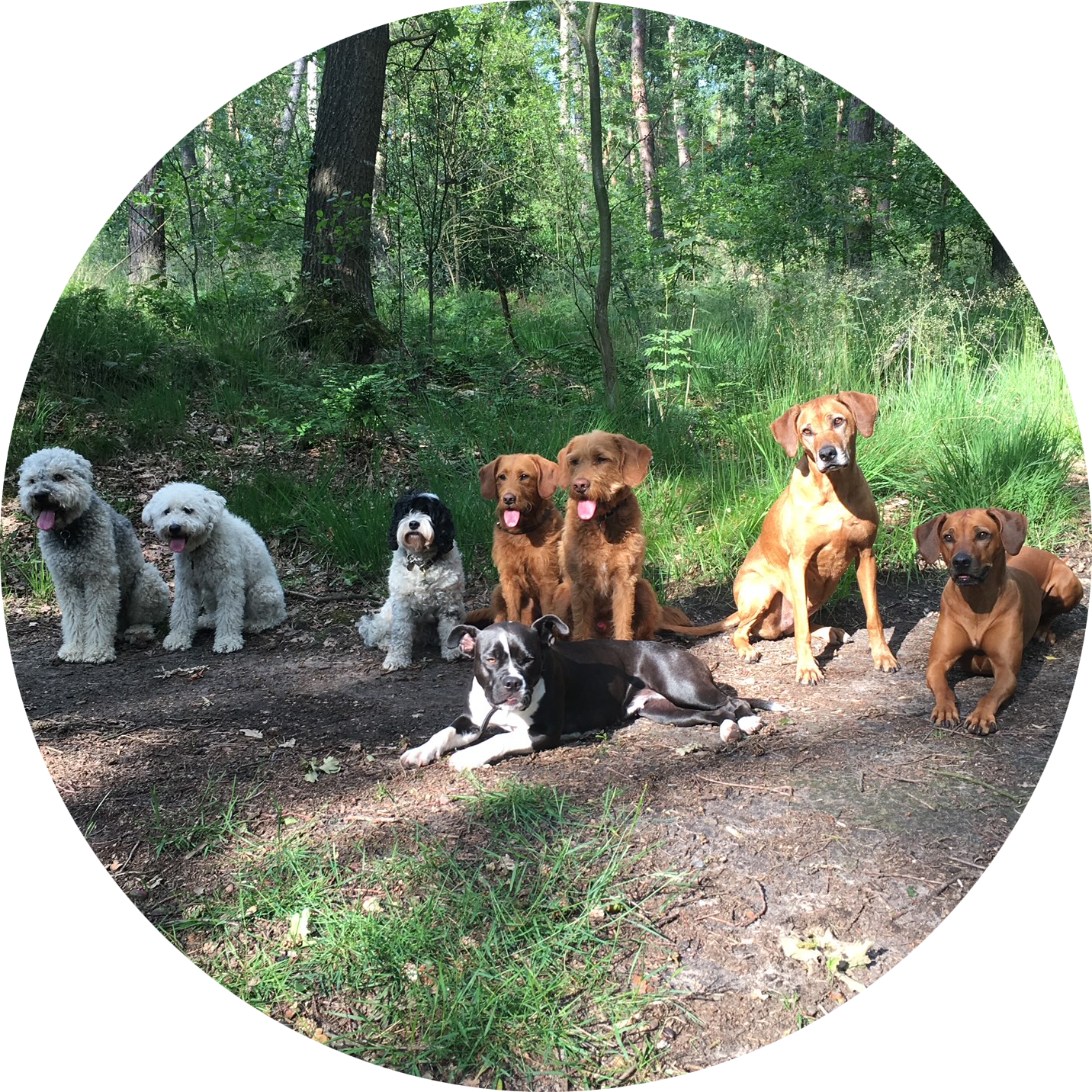 Gruppentraining Hunde